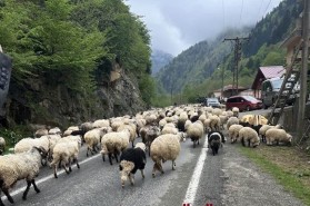 BAHAR GELDİ YAYLA GÖÇÜ BAŞLADI