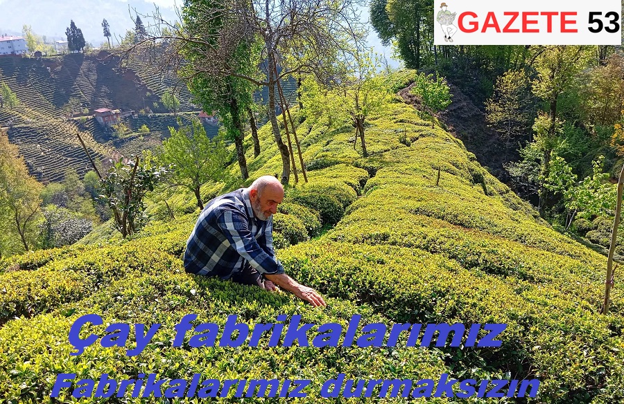 . Çay fabrikalarımız Fabrikalarımız durmaksızın geceli gündüzlü bir gayret içerisinde