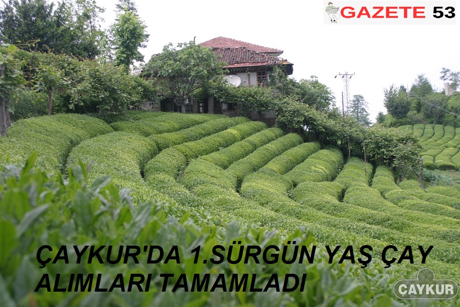 ÇAYKUR'DA 1.SÜRGÜN YAŞ ÇAY ALIMLARI TAMAMLADI