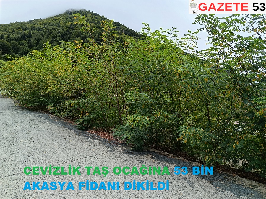 CEVİZLİK TAŞ OCAĞINA 53 BİN AKASYA FİDANI DİKİLDİ