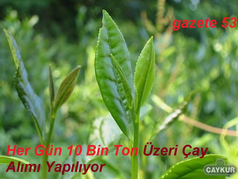 Her Gün 10 Bin Ton Üzeri Çay Alımı Yapılıyor